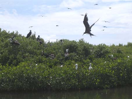 Frigate bird colony