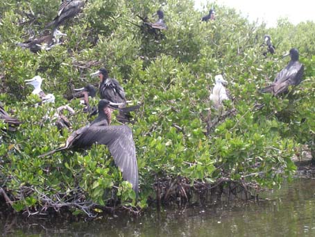 Frigate bird colony
