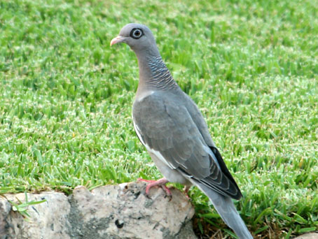 Pigeon