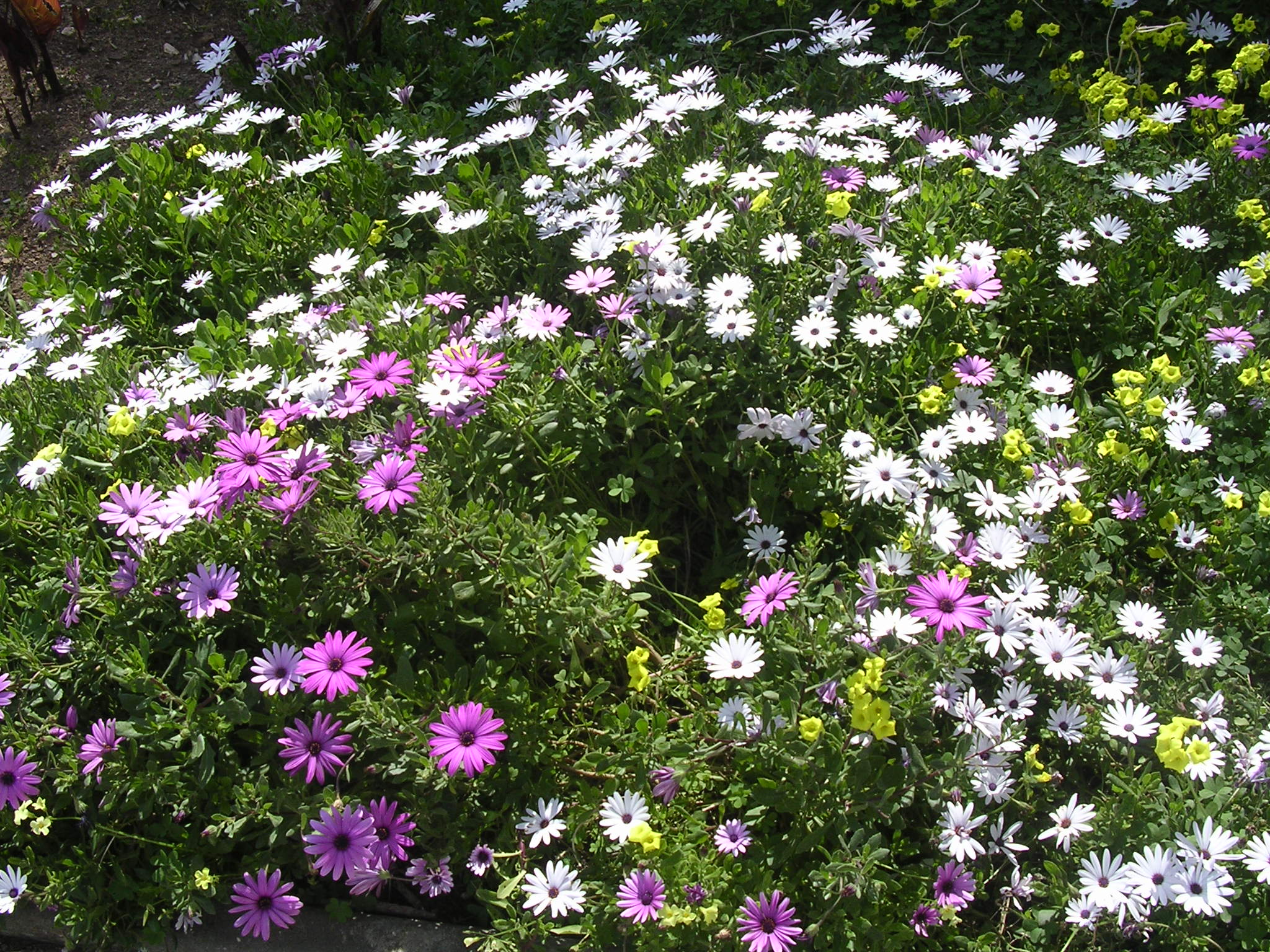 Wild flowers