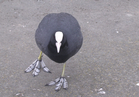 Coot