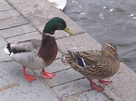 Ducks