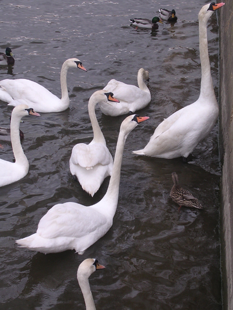 Swans